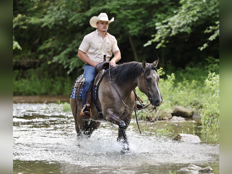 American Quarter Horse Wałach 7 lat 152 cm Grullo in Buffalo, MO