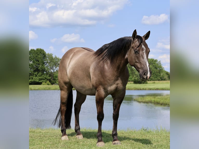 American Quarter Horse Wałach 7 lat 152 cm Grullo in Buffalo, MO