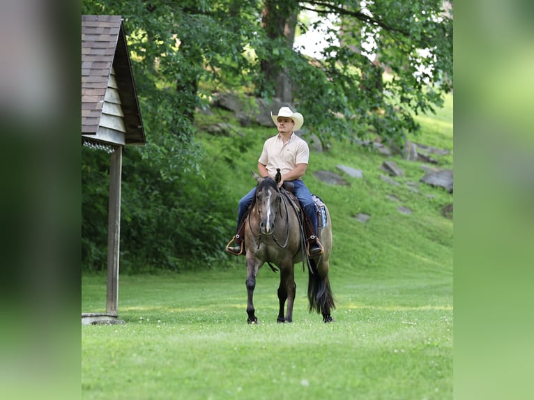 American Quarter Horse Wałach 7 lat 152 cm Grullo in Buffalo, MO