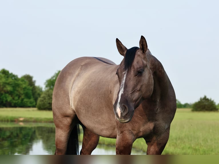 American Quarter Horse Wałach 7 lat 152 cm Grullo in Buffalo, MO