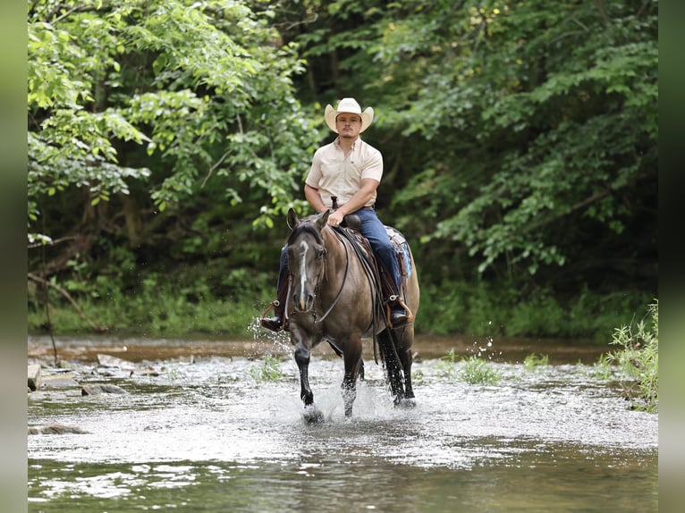 American Quarter Horse Wałach 7 lat 152 cm Grullo in Buffalo, MO