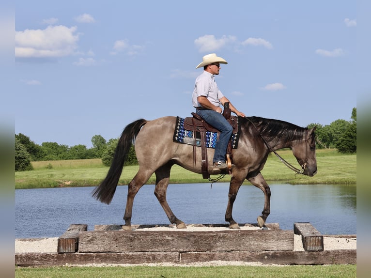 American Quarter Horse Wałach 7 lat 152 cm Grullo in Buffalo, MO