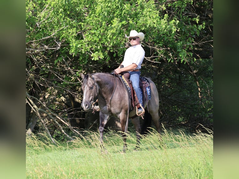 American Quarter Horse Wałach 7 lat 152 cm Grullo in Buffalo, MO