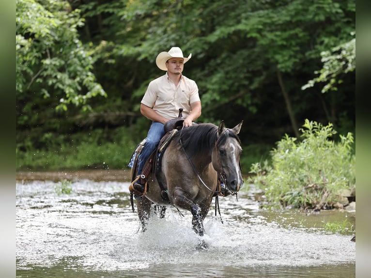 American Quarter Horse Wałach 7 lat 152 cm Grullo in Buffalo, MO