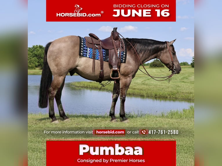 American Quarter Horse Wałach 7 lat 152 cm Grullo in Buffalo, MO