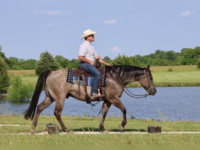 American Quarter Horse Wałach 7 lat 152 cm Grullo in Buffalo, MO