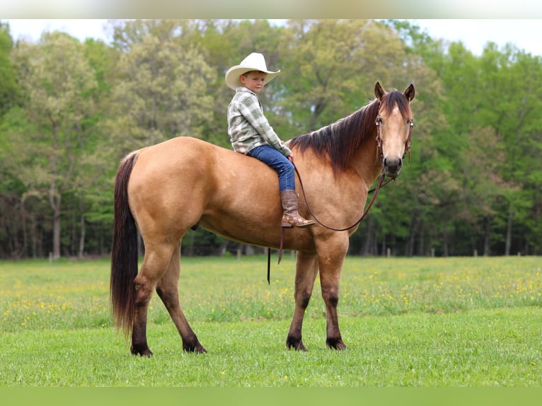American Quarter Horse Wałach 7 lat 152 cm Jelenia in Clarion