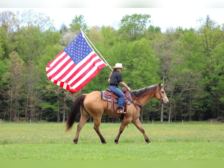 American Quarter Horse Wałach 7 lat 152 cm Jelenia in Clarion