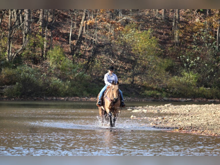 American Quarter Horse Wałach 7 lat 152 cm Jelenia in Clarion