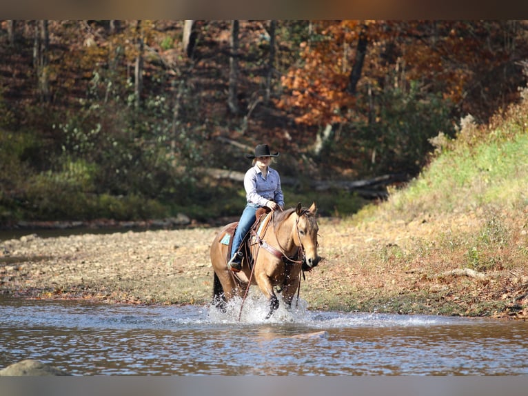 American Quarter Horse Wałach 7 lat 152 cm Jelenia in Clarion