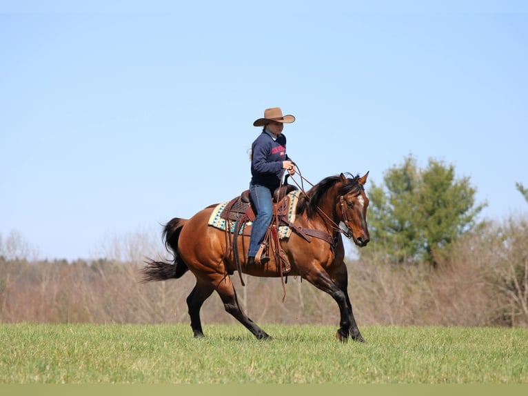 American Quarter Horse Wałach 7 lat 152 cm Jelenia in Clarion