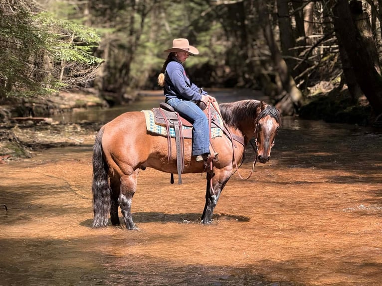 American Quarter Horse Wałach 7 lat 152 cm Jelenia in Clarion