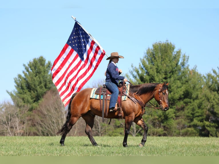 American Quarter Horse Wałach 7 lat 152 cm Jelenia in Clarion