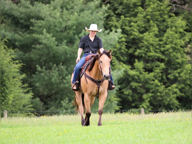American Quarter Horse Wałach 7 lat 152 cm Jelenia in Clarion