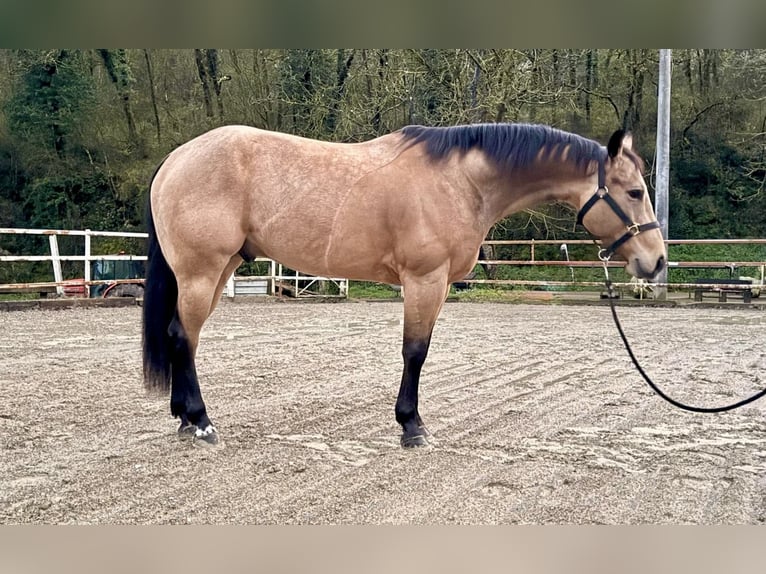 American Quarter Horse Wałach 7 lat 152 cm Jelenia in Sieci