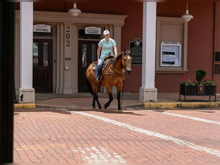 American Quarter Horse Wałach 7 lat 152 cm Jelenia in RUSk TX