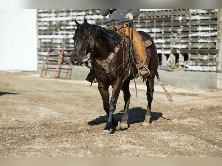 American Quarter Horse Wałach 7 lat 152 cm Kara in Bernard