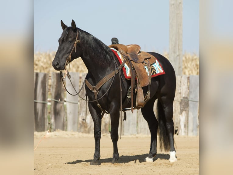 American Quarter Horse Wałach 7 lat 152 cm Kara in Bernard
