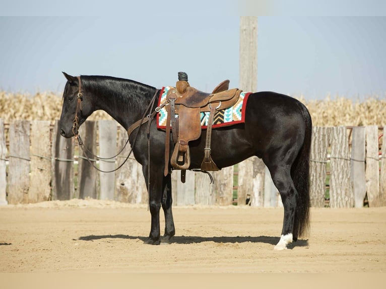American Quarter Horse Wałach 7 lat 152 cm Kara in Bernard