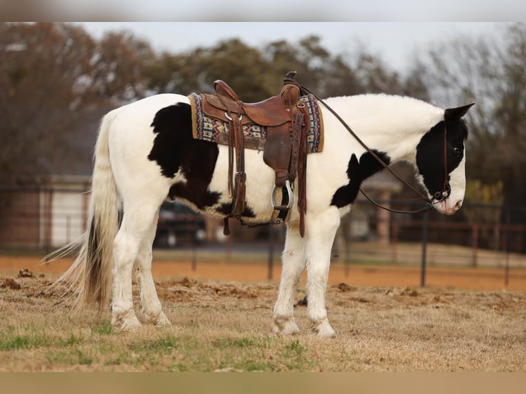 American Quarter Horse Wałach 7 lat 152 cm Kara in Stephenville