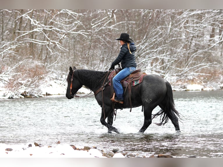 American Quarter Horse Wałach 7 lat 152 cm Karodereszowata in Clarion