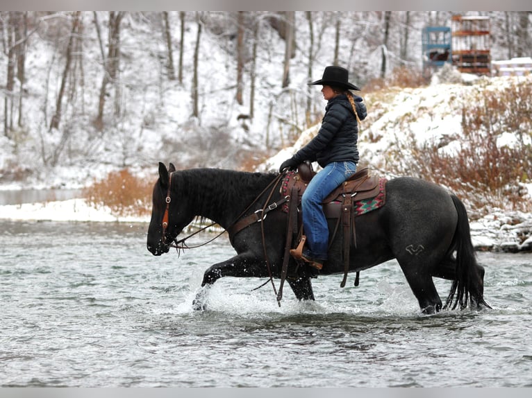 American Quarter Horse Wałach 7 lat 152 cm Karodereszowata in Clarion
