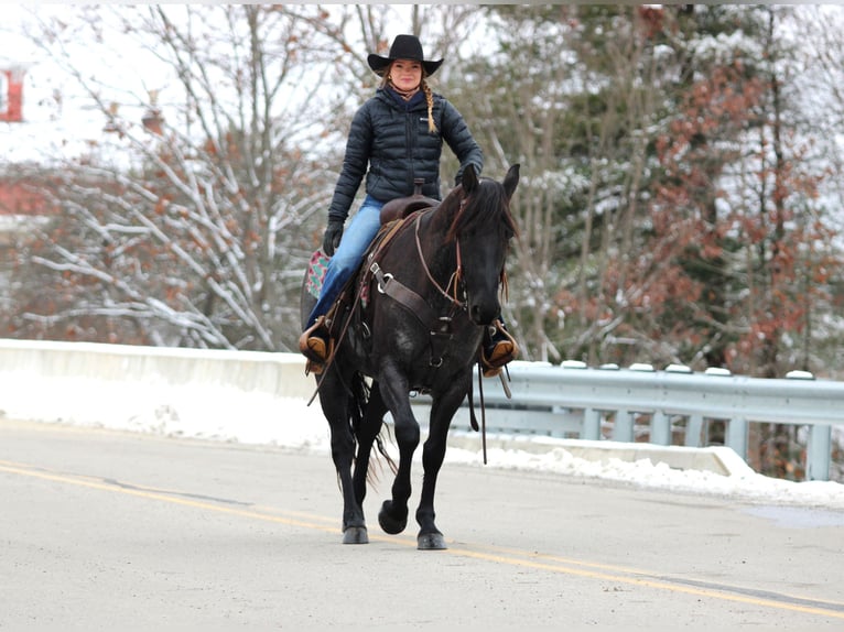 American Quarter Horse Wałach 7 lat 152 cm Karodereszowata in Clarion