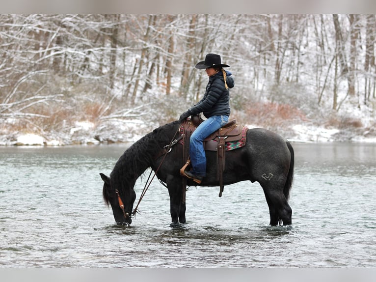 American Quarter Horse Wałach 7 lat 152 cm Karodereszowata in Clarion