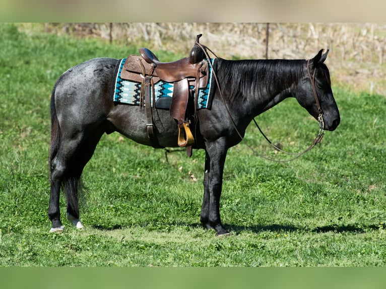 American Quarter Horse Wałach 7 lat 152 cm Karodereszowata in Henderson