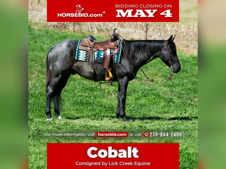 American Quarter Horse Wałach 7 lat 152 cm Karodereszowata in Henderson