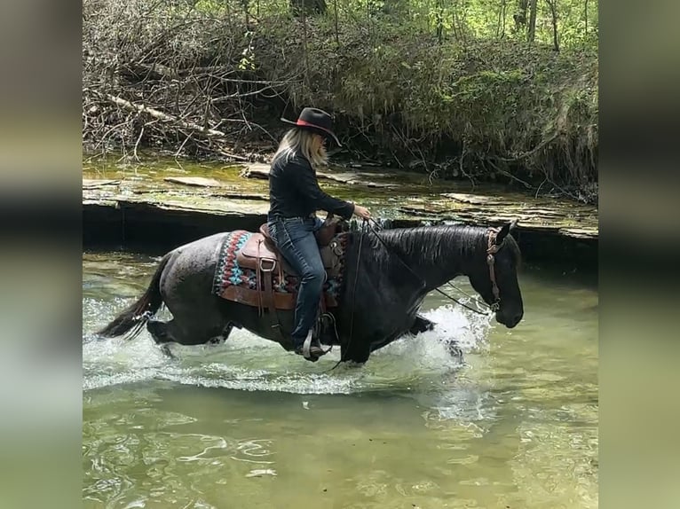 American Quarter Horse Wałach 7 lat 152 cm Karodereszowata in Henderson