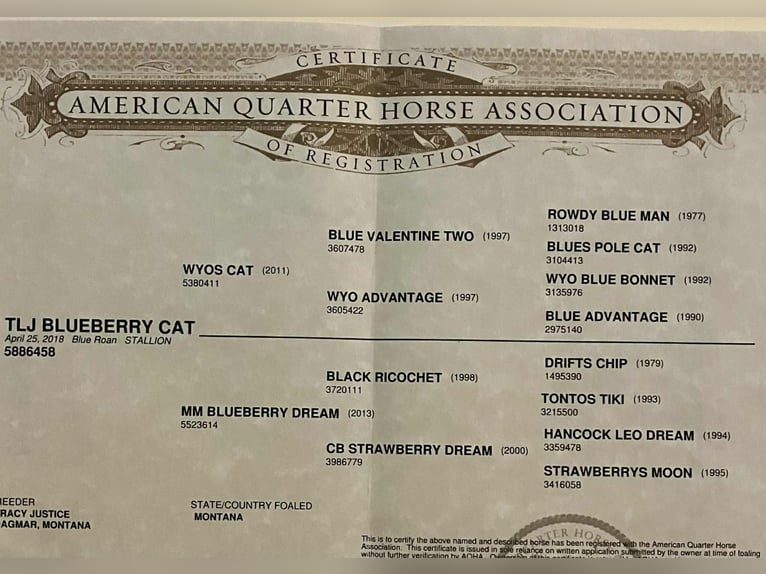 American Quarter Horse Wałach 7 lat 152 cm Karodereszowata in Bitterwater CA