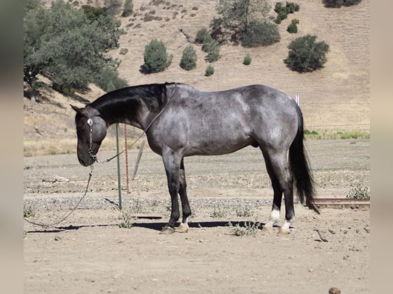 American Quarter Horse Wałach 7 lat 152 cm Karodereszowata in Paicines CA