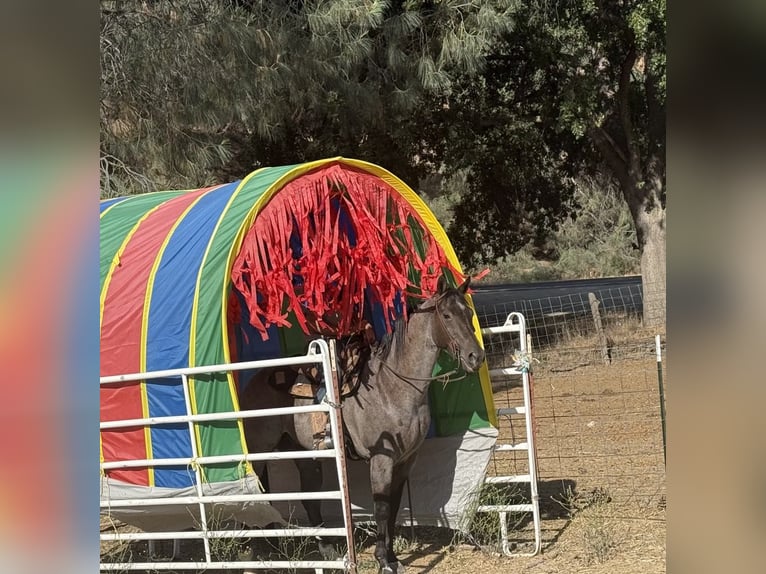 American Quarter Horse Wałach 7 lat 152 cm Karodereszowata in Paicines CA