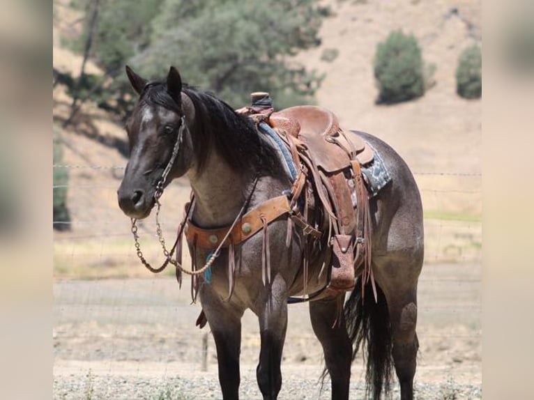 American Quarter Horse Wałach 7 lat 152 cm Karodereszowata in Paicines CA