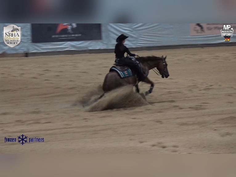 American Quarter Horse Wałach 7 lat 152 cm Kasztanowata in Steyerberg Deblinghausen