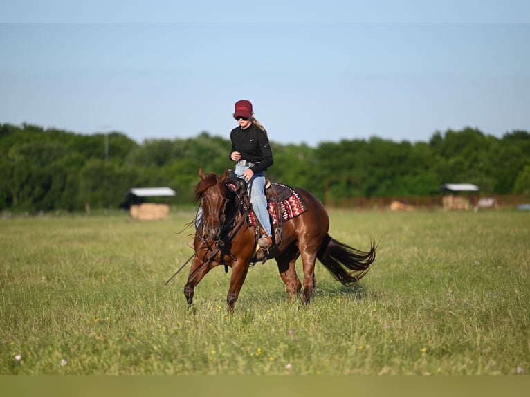 American Quarter Horse Wałach 7 lat 152 cm Kasztanowatodereszowata in Waco