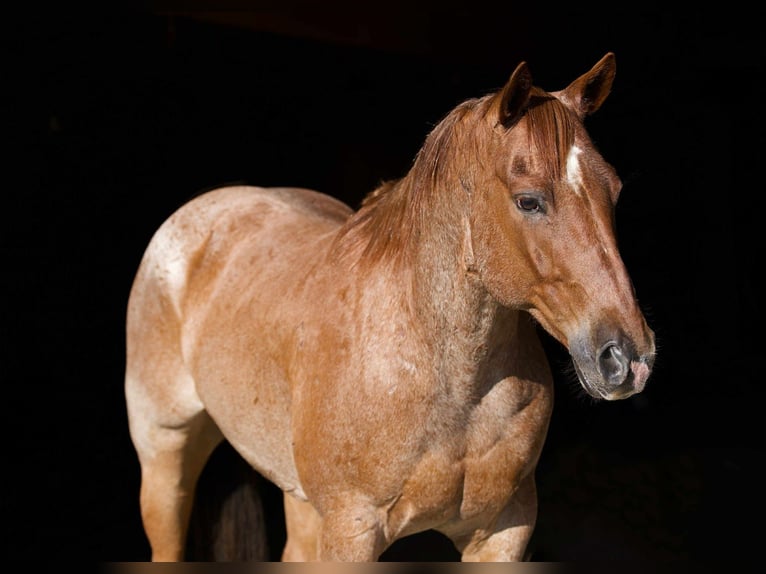 American Quarter Horse Wałach 7 lat 152 cm Kasztanowatodereszowata in Carrollton, MO
