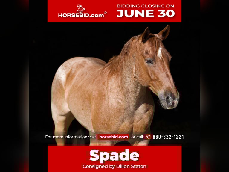 American Quarter Horse Wałach 7 lat 152 cm Kasztanowatodereszowata in Carrollton, MO