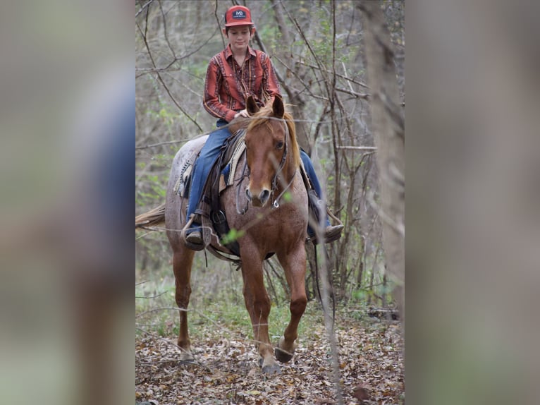 American Quarter Horse Wałach 7 lat 152 cm Kasztanowatodereszowata in Sulphur Springs