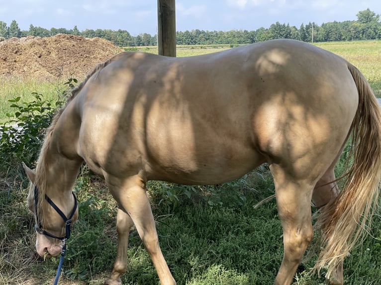 American Quarter Horse Wałach 7 lat 152 cm Perlino in Mannersdorf am Leithagebirge