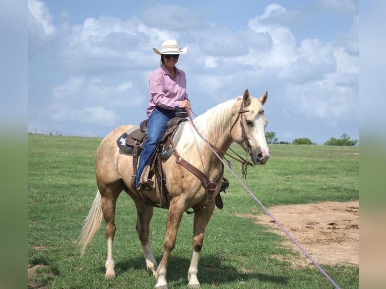 American Quarter Horse Wałach 7 lat 152 cm in Stephenville, TX