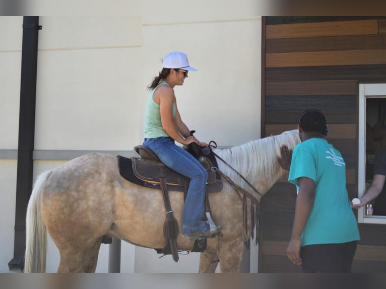 American Quarter Horse Wałach 7 lat 152 cm in Stephenville, TX