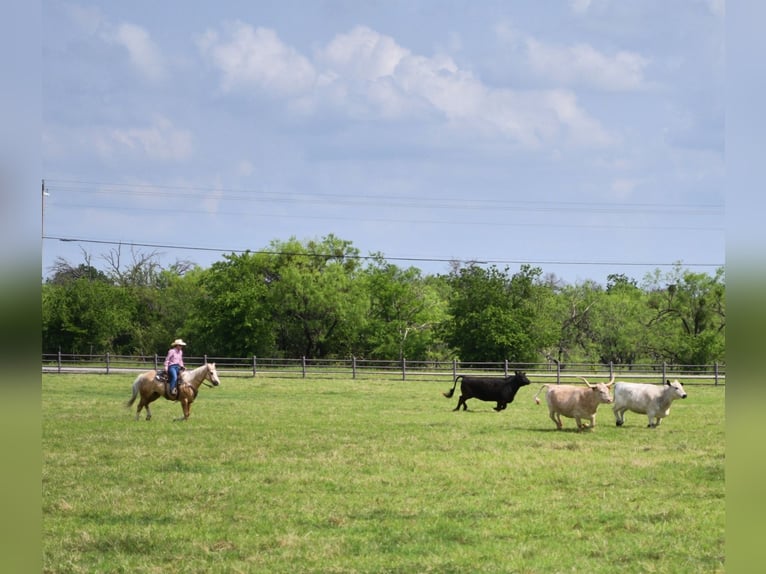 American Quarter Horse Wałach 7 lat 152 cm in Stephenville, TX