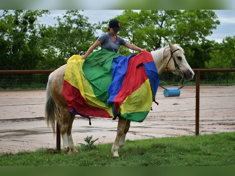 American Quarter Horse Wałach 7 lat 152 cm in Stephenville, TX