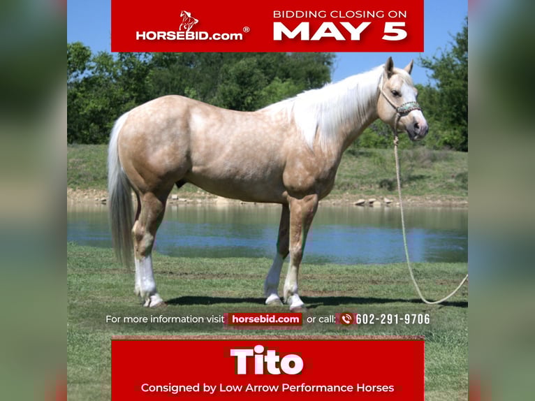 American Quarter Horse Wałach 7 lat 152 cm in Stephenville, TX
