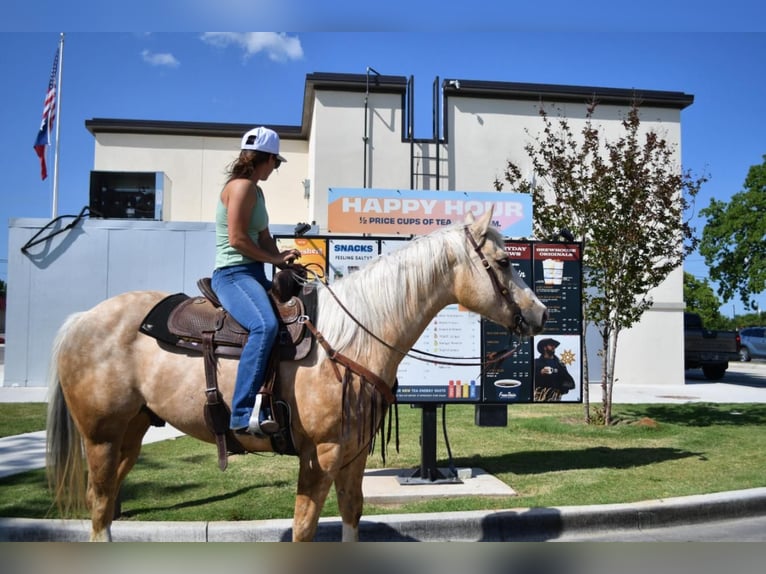 American Quarter Horse Wałach 7 lat 152 cm in Stephenville, TX
