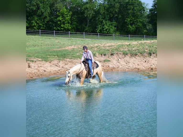American Quarter Horse Wałach 7 lat 152 cm in Stephenville, TX