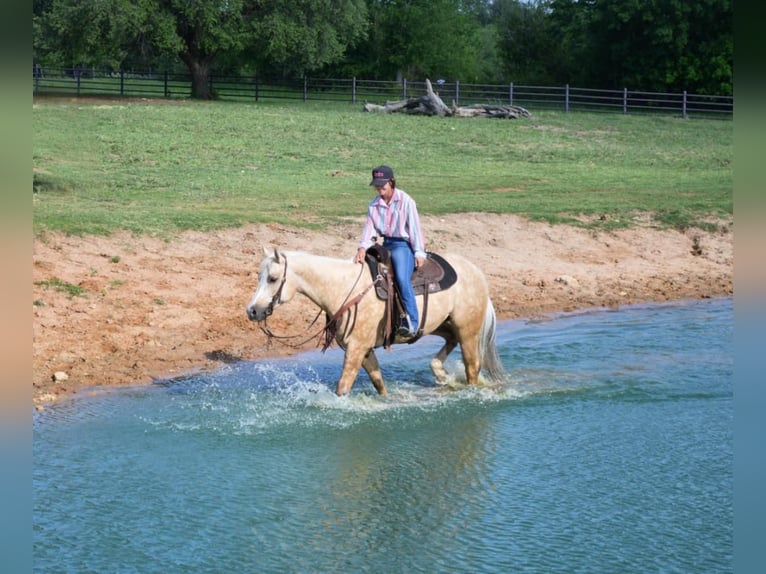 American Quarter Horse Wałach 7 lat 152 cm in Stephenville, TX