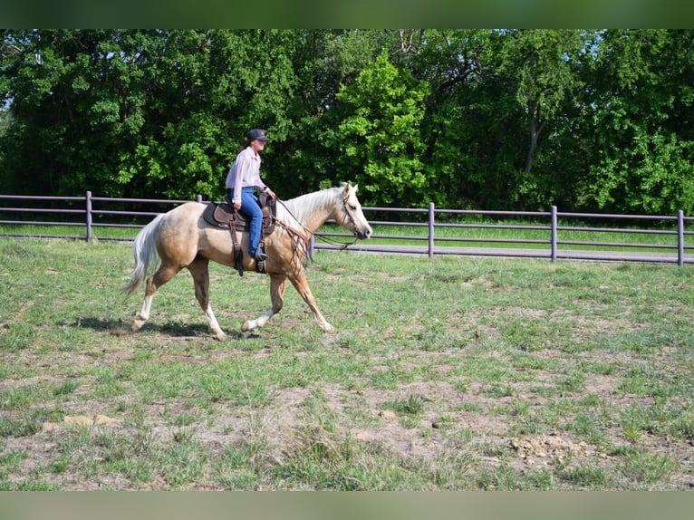 American Quarter Horse Wałach 7 lat 152 cm in Stephenville, TX